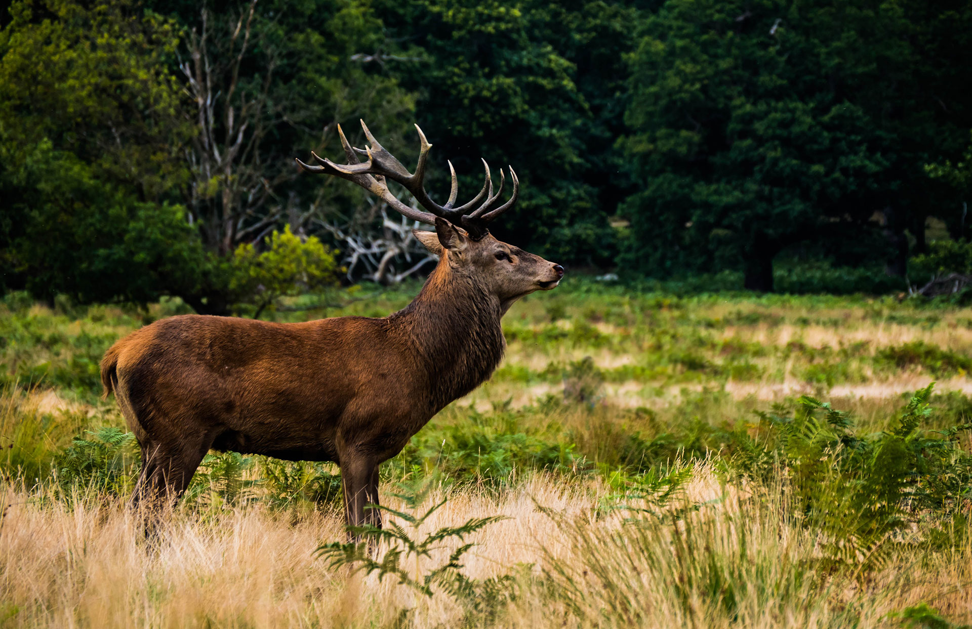 hunting-seasons-missouri-hunting-outdoor-adventures